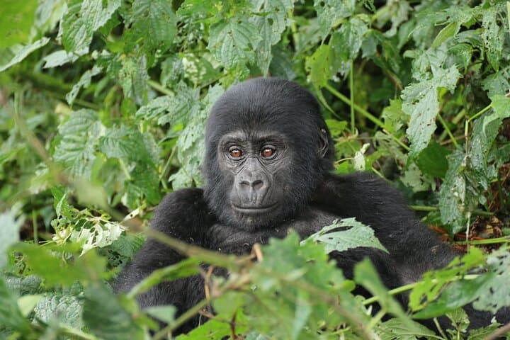 12-Day Uganda Safari: Gorilla Trekking, Chimpanzees & Big Five Wildlife photo 4