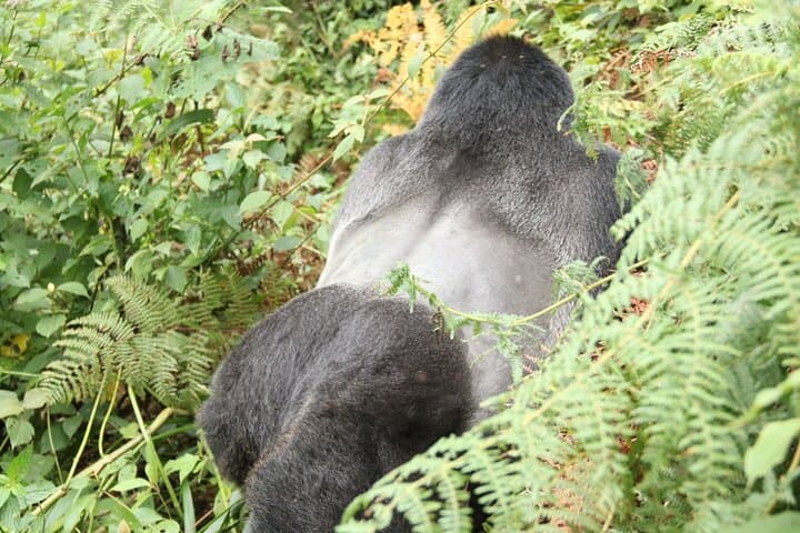 12-Day Uganda Safari: Gorilla Trekking, Chimpanzees & Big Five Wildlife photo 5