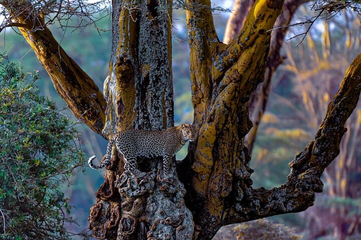 4-Day Private Luxury Safari: Lake Nakuru & Maasai Mara Guide