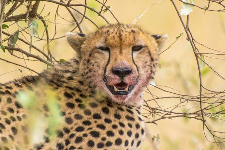 4-Day Private Luxury Safari: Lake Nakuru & Maasai Mara Guide photo 2