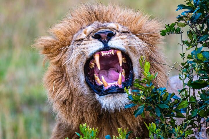 4-Day Private Luxury Safari: Lake Nakuru & Maasai Mara Guide photo 3