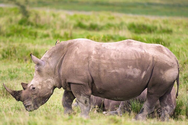 4-Day Private Luxury Safari: Lake Nakuru & Maasai Mara Guide photo 4