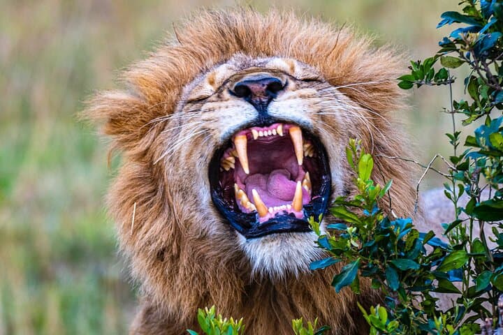 Private Luxury 3-Day Maasai Mara National reserve Safari: Big Five & Wildebeest Migration