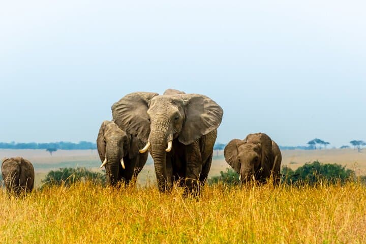 Private Luxury 3-Day Maasai Mara National reserve Safari: Big Five & Wildebeest Migration photo 2