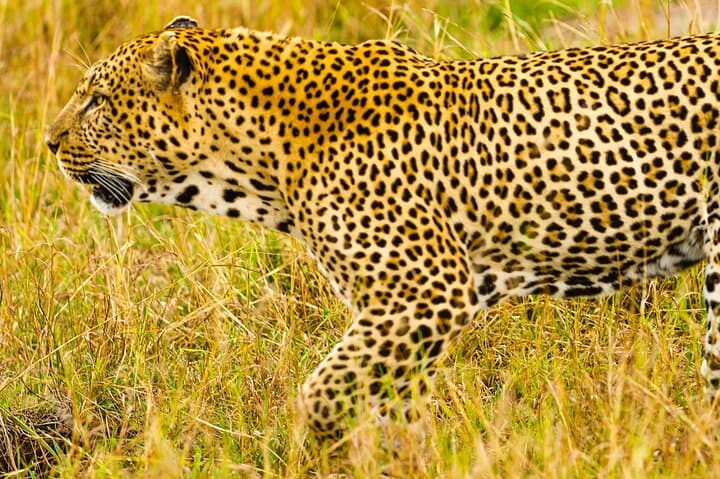 Private Luxury 3-Day Maasai Mara National reserve Safari: Big Five & Wildebeest Migration photo 3