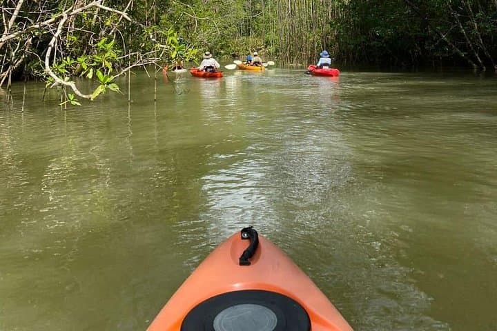 Paddle the Manuel Antonio Mangroves: Kayak Wildlife Tour from Quepos photo 1