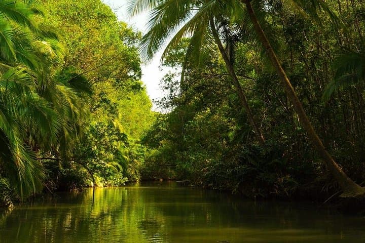 Paddle the Manuel Antonio Mangroves: Kayak Wildlife Tour from Quepos photo 3