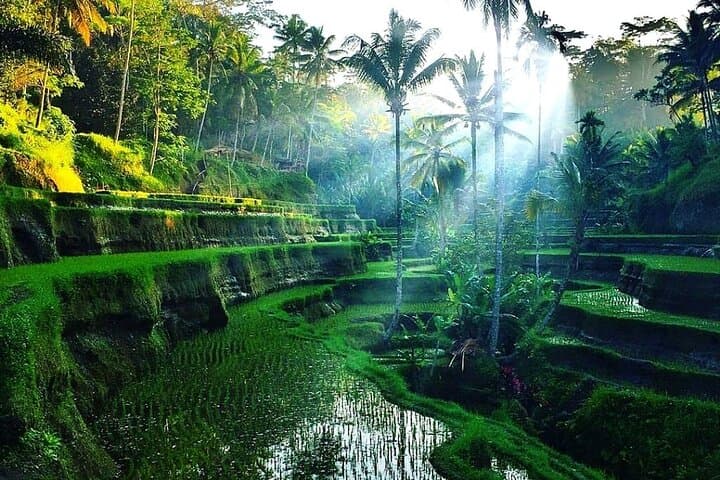 Ubud Temples & Waterfall Private Tour — Tegalalang, Goa Gajah & Suwat photo 4