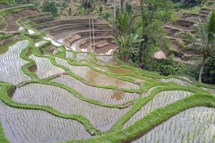 Ubud Temples & Waterfall Private Tour — Tegalalang, Goa Gajah & Suwat photo 6