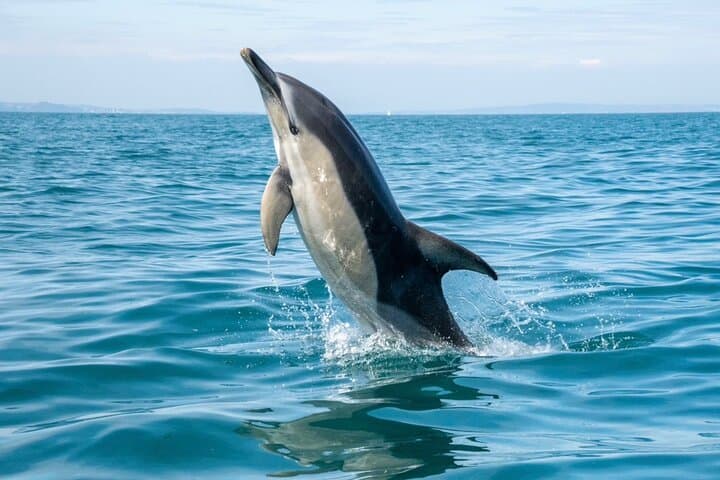 Private Coastal Boat Tour Torquay — Dolphin Watching, Seals & Hidden Coves photo 5