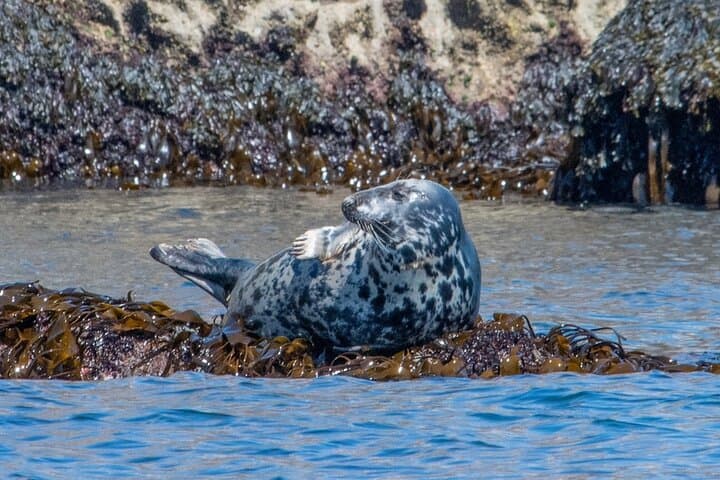Torquay Coastal RIB Seafari — Torbay RIB Cruise for Dolphins, Seals & Sea Birds photo 5