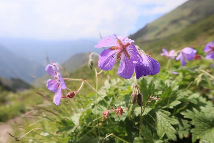 Ala-Archa Gorge Day Trip from Bishkek — Waterfalls, Short Hikes & Glacier Views