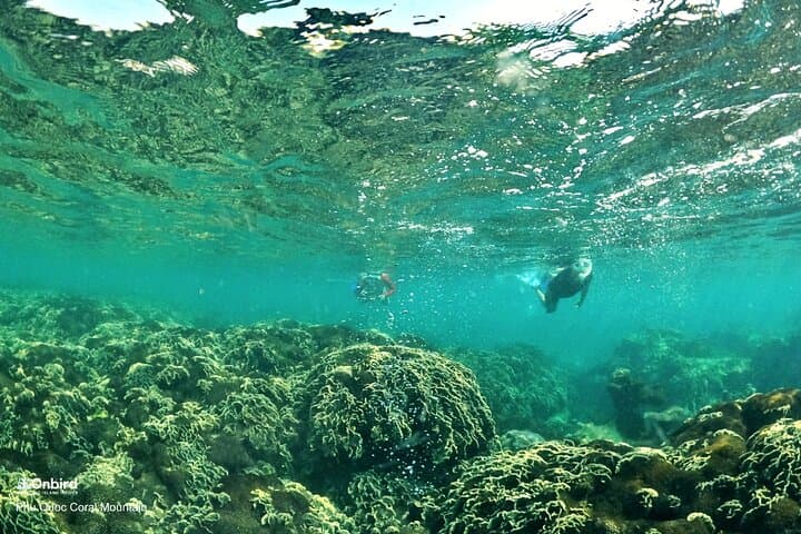 Phu Quoc Pro-Snorkeling: Small-Group Trips to Hidden Coral Reefs photo 3