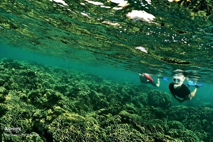 Phu Quoc Pro-Snorkeling: Small-Group Trips to Hidden Coral Reefs photo 4