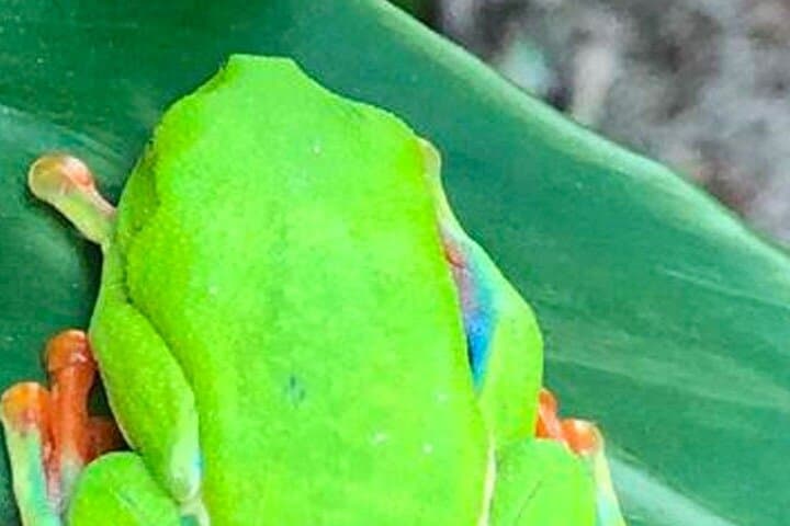 Rio Celeste & Llanos de Cortez: Full-Day Waterfall, Blue Lagoon & Wildlife Tour from Playa Flamingo photo 5