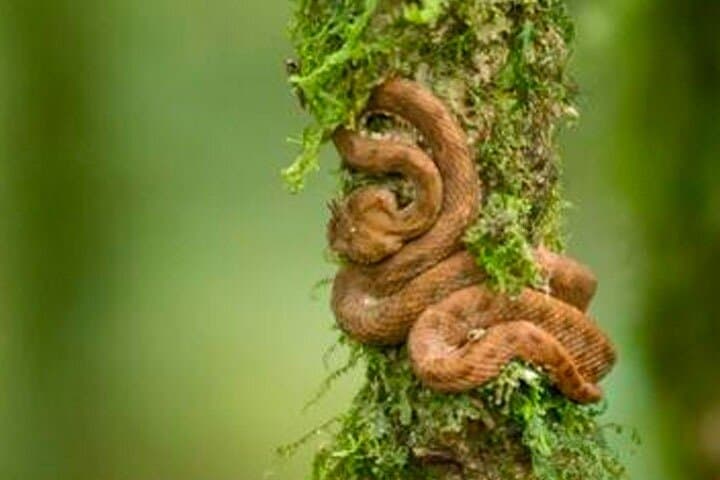 Rio Celeste & Llanos de Cortez: Full-Day Waterfall, Blue Lagoon & Wildlife Tour from Playa Flamingo photo 6