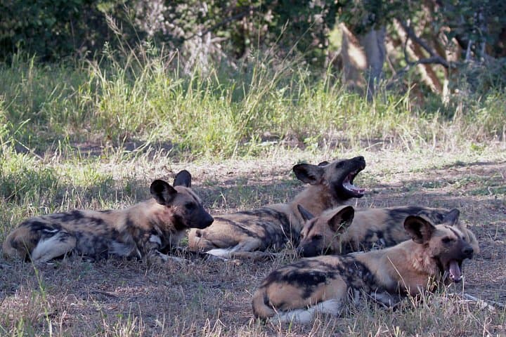 Sunset Game Drive near Hoedspruit — Private 5,500‑hectare Safari Experience photo 4