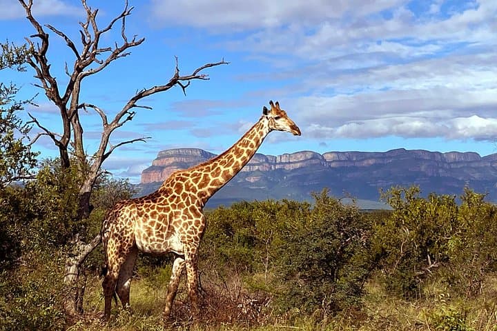 Sunset Game Drive near Hoedspruit — Private 5,500‑hectare Safari Experience photo 5