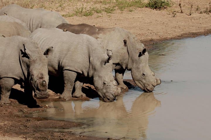 Sunset Game Drive near Hoedspruit — Private 5,500‑hectare Safari Experience photo 6