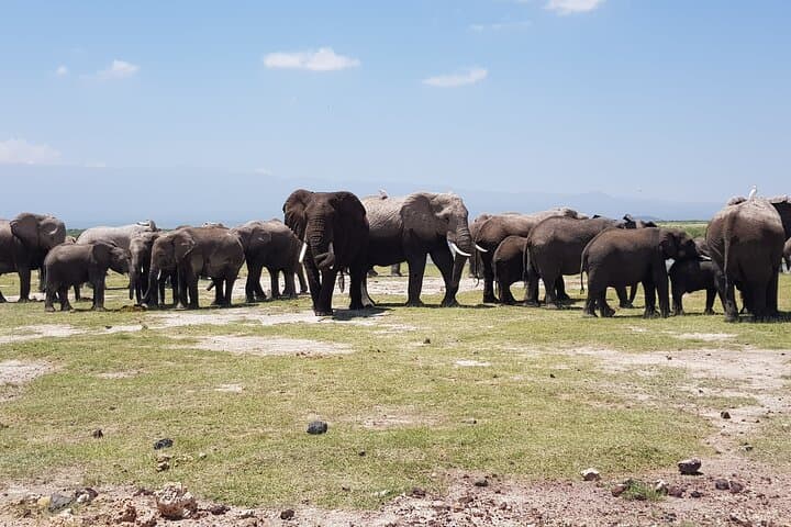 2-Day Amboseli Private Safari: Kilimanjaro Views & Elephant Herds