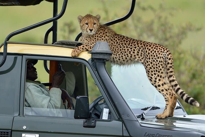 3-Day Tsavo East & Salt Lick Safari from Mombasa — Game Drives, Waterhole Wildlife, and Lodge Stays photo 6