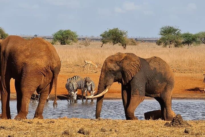 3-Day Tsavo East & Salt Lick Safari from Mombasa — Game Drives, Waterhole Wildlife, and Lodge Stays