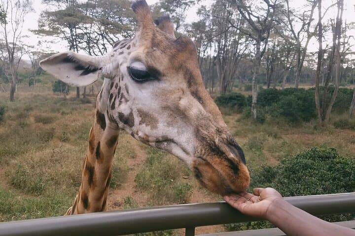 Nairobi City Tour and Giraffe Feeding: Ultimate Half-Day Experience photo 6