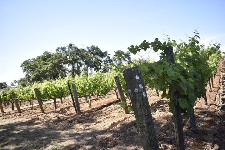 Private Lodi Wine Tasting Tours: Custom 1–14 Passenger Wine Country Day Trips photo 3