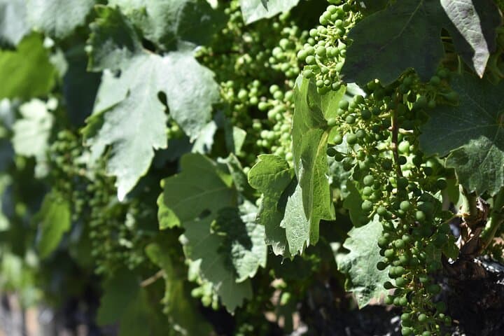 Apple Hill & Placerville Private Wine Tasting Tours — Custom Wine Country Day Trips photo 4