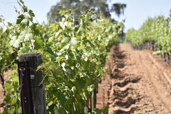 Apple Hill & Placerville Private Wine Tasting Tours — Custom Wine Country Day Trips photo 3