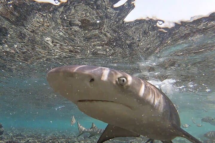 Shark Bay Lemon Shark Encounter — Private Tour from Santa Maria, Sal Island photo 2