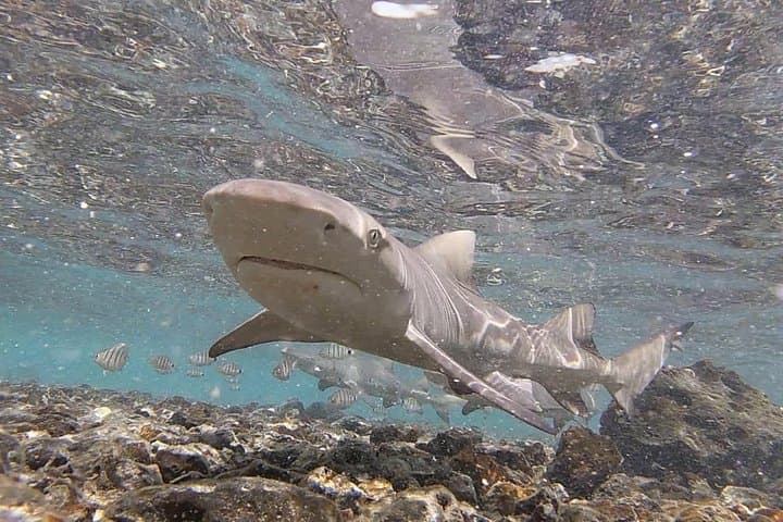 Shark Bay Lemon Shark Encounter — Private Tour from Santa Maria, Sal Island photo 3