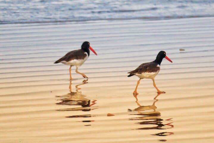 Kayak the Tamarindo Mangrove Labyrinth: Paddle Through Las Baulas National Park photo 2