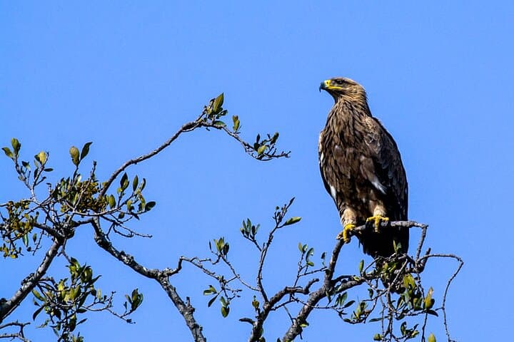 Private Luxury 3-Day Maasai Mara National reserve Safari: Big Five & Wildebeest Migration photo 4