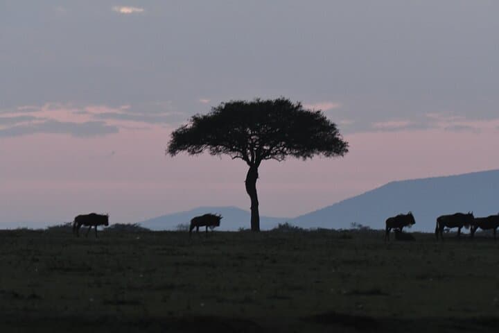 Private Luxury 3-Day Maasai Mara National reserve Safari: Big Five & Wildebeest Migration photo 5