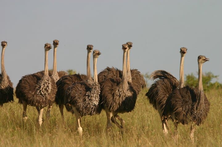 Nairobi City Tour and Coffee Safari — City-Side Game Drive, Orphanage Visit & Coffee Tasting