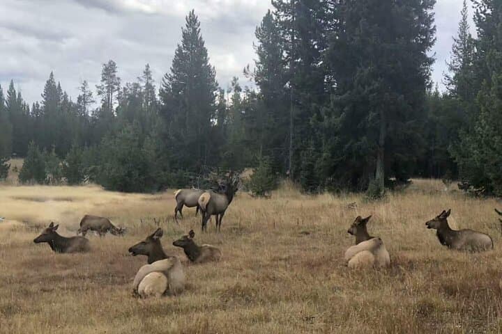 Yellowstone, Grand Teton & Coeur d’Alene: A 5-Day National-Park Road Odyssey from Seattle photo 2