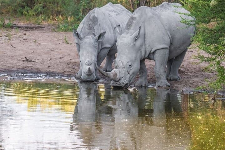 Overnight Safari at Madikwe Game Reserve — Big Five from Gaborone