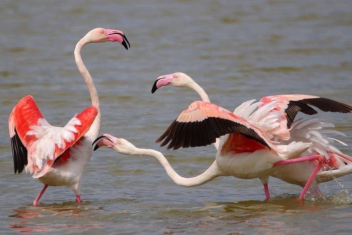 Private Birding & Photography Day Trip to Doñana — Flamingos, Eagles & Marshland Photography