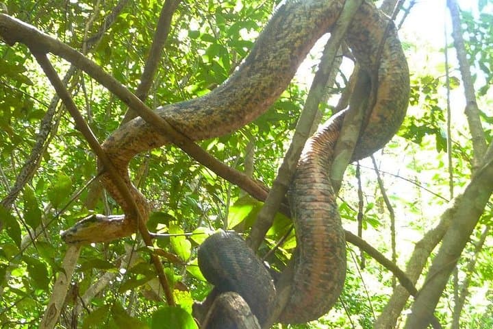 Guided Tour to Lokobe Natural Park — Nosy Be Lemurs, Primary Forest & Beach Lunch