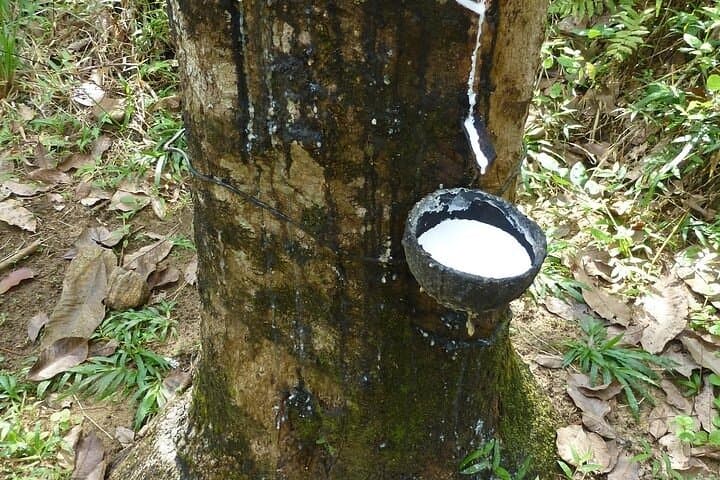 Ceylon Tea Shore Excursion from Colombo Port — Plantation Tour & Colombo Highlights photo 4