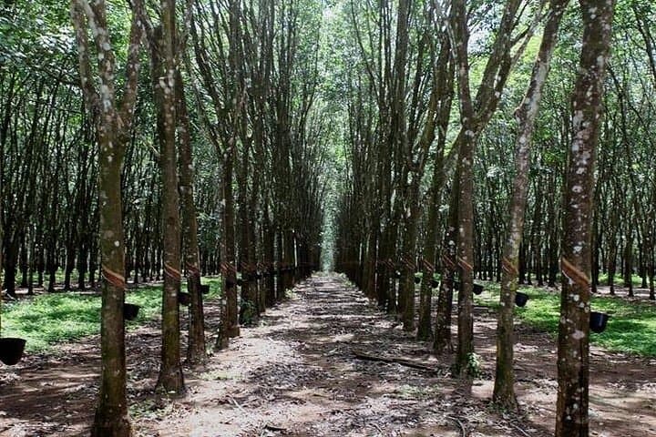 Ceylon Tea Shore Excursion from Colombo Port — Plantation Tour & Colombo Highlights photo 3