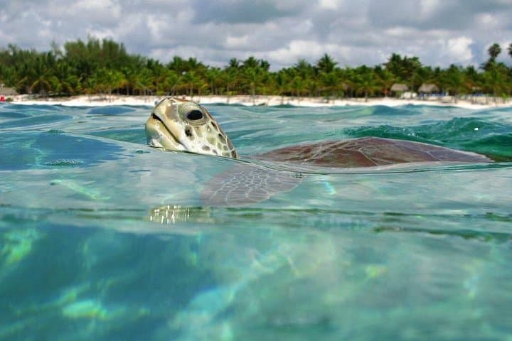 Tulum Ruins, Akumal Turtles & Cenote 3 Zapotes Day Trip from Cancun photo 4