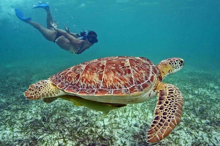 Tulum Ruins, Akumal Turtles & Cenote 3 Zapotes Day Trip from Cancun photo 2