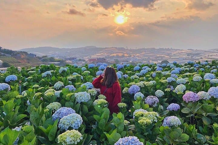 Full-Day Car Tour to Da Lat from Nha Trang: Hydrangeas, Crazy House & Colonial Sights