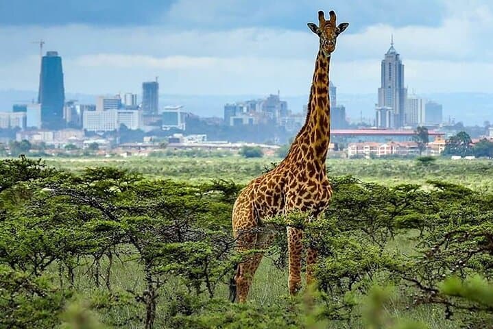 Inside Nairobi’s Unique Urban Safari and Giraffe Conservation Experience photo 2