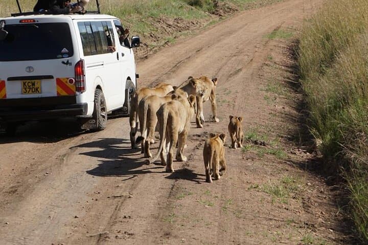 Inside Nairobi’s Unique Urban Safari and Giraffe Conservation Experience photo 6