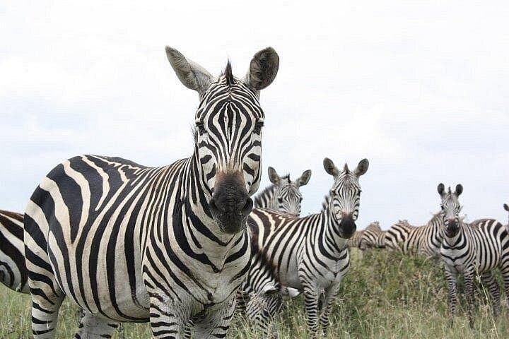 Inside Nairobi’s Wild Heart: National Park and Giraffe Center Day Tour photo 3