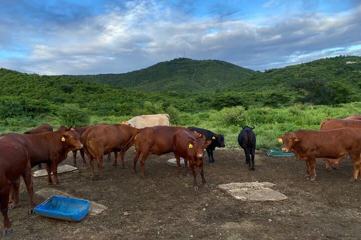 Horseback Riding in St. Croix: Rainforest & Pasture Tour (90 Minutes) photo 4