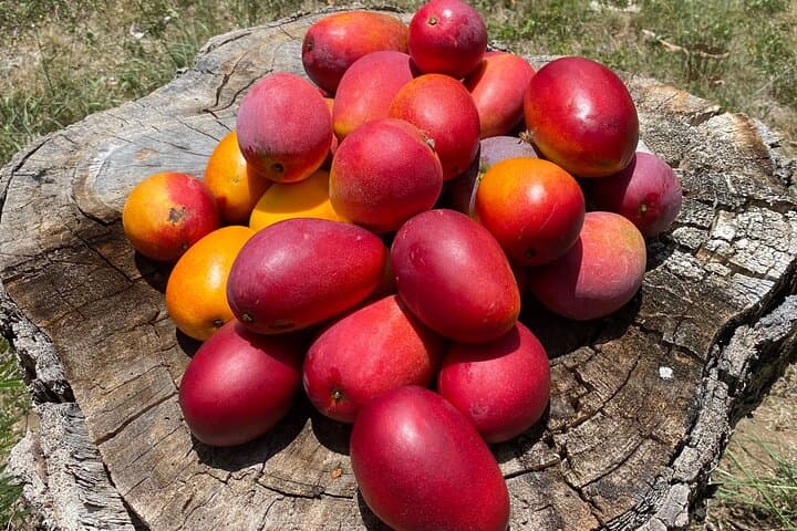 Horseback Riding in St. Croix: Rainforest & Pasture Tour (90 Minutes) photo 5